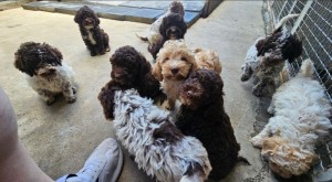 Lagoto Romagnola puppies available..