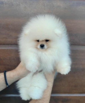 Pomeranian – krásne a rozkošné šteniatka