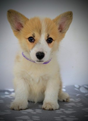 Welsh Corgi Pembroke – Krásne šteniatka