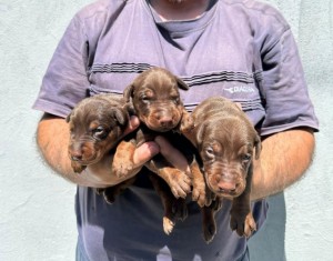 doberman šteniatka na predaj