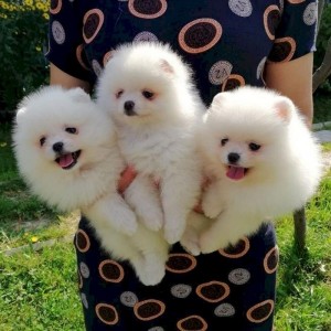 Krásne, vynikajúce šteniatka pomeraniana, pripravené na svoje nové a milujúce domovy navžd