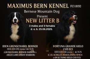 Bernese mountain dog - puppies