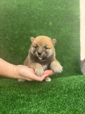 Shiba inu puppies