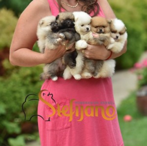 Pomeranian BOO medvedíky