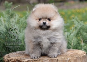 Pomeranian Spitz Šteniatka