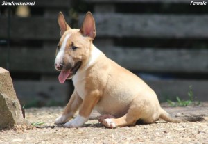 Mini bullteriér – krásne šteniatka