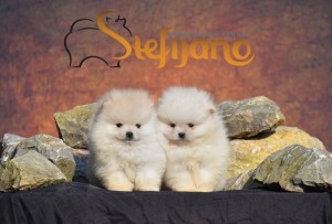Pomeranský špic BOO šteniatka