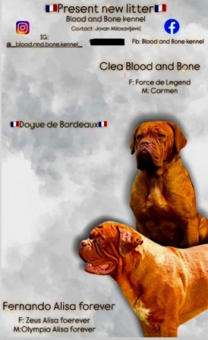 Dogue de Bordeaux Bordó doga šteniatka