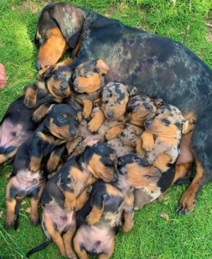 Jazvečík 5 šteniatok na adopciu