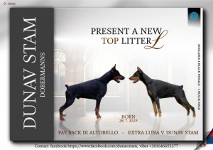 Doberman – Krásne Šteniatka