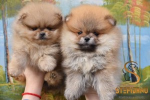 Pomeranský špic BOO šteniatka