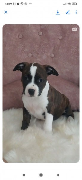 American Staffordshire female