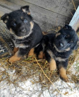 Steniatka nemeckeho ovciaka