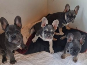 Francúzsky buldoček