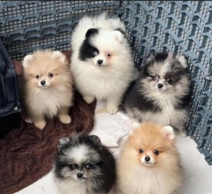 Krásne čistokrvné šteniatka trpasličieho trpasliči pomeranian