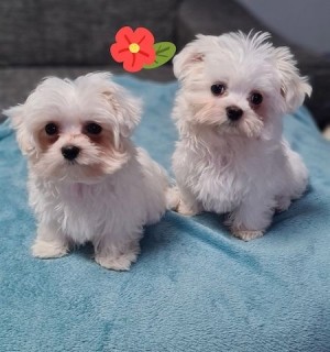 Maltézske šteniatka na predaj 