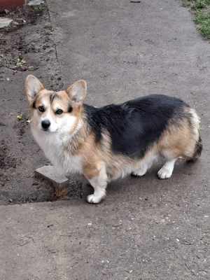 Pembroke Welsh Corgi