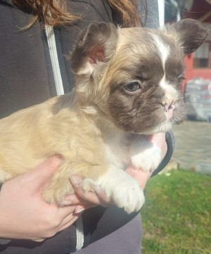 Long-haired French Bulldog puppies