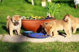 shiba inu