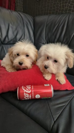 Maltipoo toy puppies