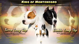 Americký Stafordšírsky teriér šteniatka