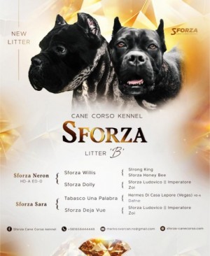 Cane Corso – šteniatka na predaj