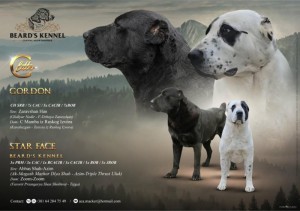 Stredoázijský ovčiak – šteniatka