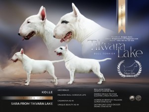 Standard Bull Terrier