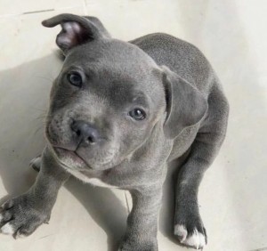 Šteniatka staffordshirského bulteriéra