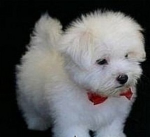 Šteniatka maltézskeho teriéra