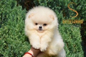 Pomeranian BOO – Šteniatka špičkovej kvality