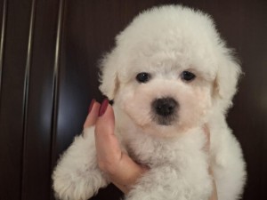 Bichon Frisé Krásne Šteniatka