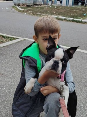 Bostonský teriér pes