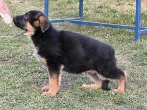 Šteniatka nemeckého ovčiaka
