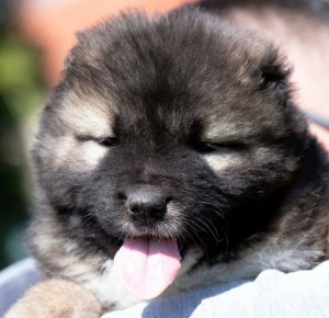 Kaukazský ovčiak – šteniatka