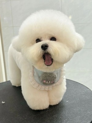 Volná štěňata pejska a fenky bišonka k adopci