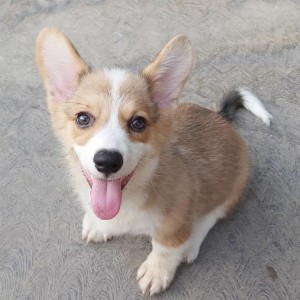 Šteniatka Corgi pembroke