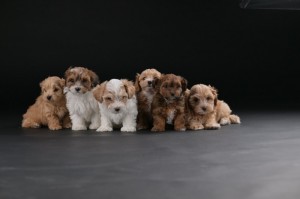 Havanský bišón krásne šteniatka