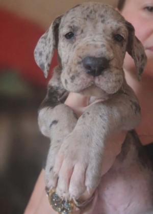 Nemecká doga – krásne šteniatka