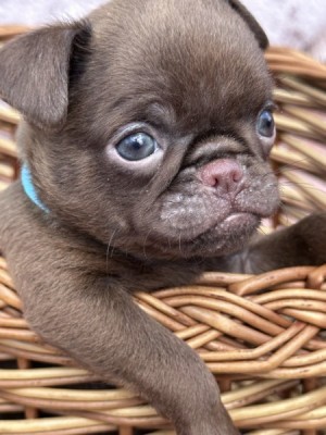 Chocolate Petit brabancon (smooth Griffon)