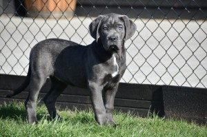 Šteniatka Cane Corso modrého sfarbenia