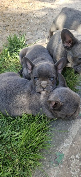Francúzsky buldog šteniatka sky blue