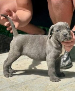 Šteniatka Cane Corso