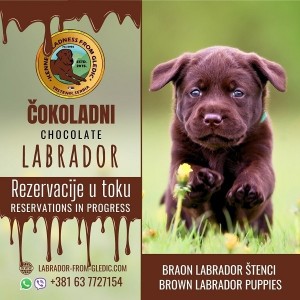 Šteniatka hnedého labradora
