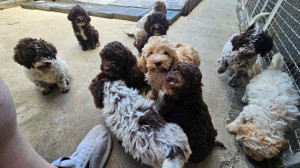 Šteniatka Lagotto Romagnolo