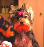 Yorkshire terrier- inteligentný minipsík s mašličkou