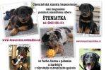 Beauceron - francúzsky ovčiak šteňatá s PP