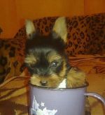 Predam mini steniatka yorkshirsky terier. yorki. jorkshir