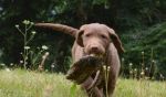 Chesapeake bay retriver s PP(čokoládové fenky)