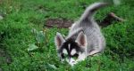 Siberian husky - šteniatka s pp